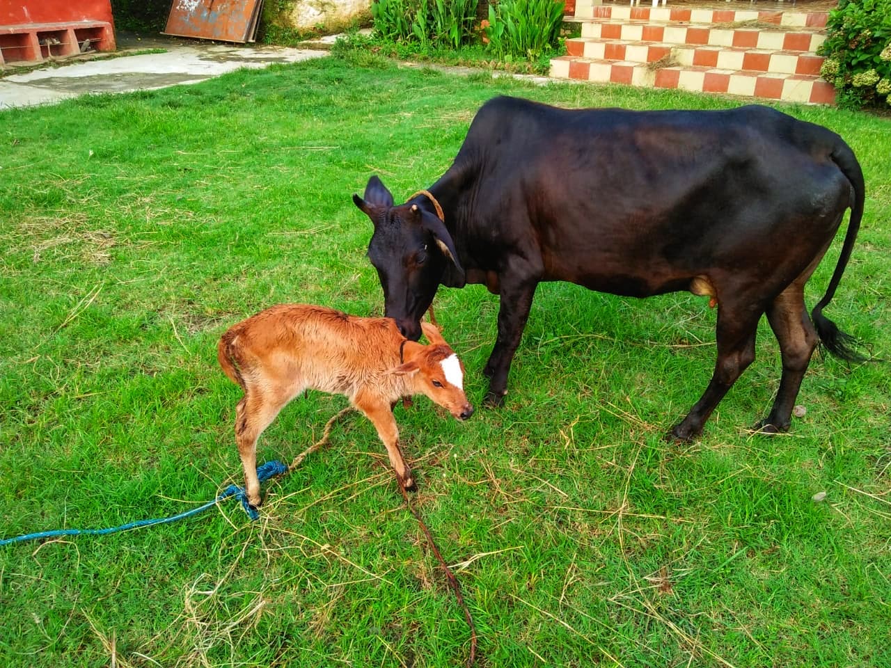 Gau Seva